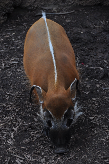 Red River Hog